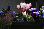IMG10937.jpg