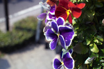 IMG11112.jpg